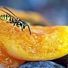Süße Früchte mögen Wespen besonders gern &ndash; wer den Insekten allerdings zu nahe kommt oder sie mit heftigen Bewegungen verscheuchen ...