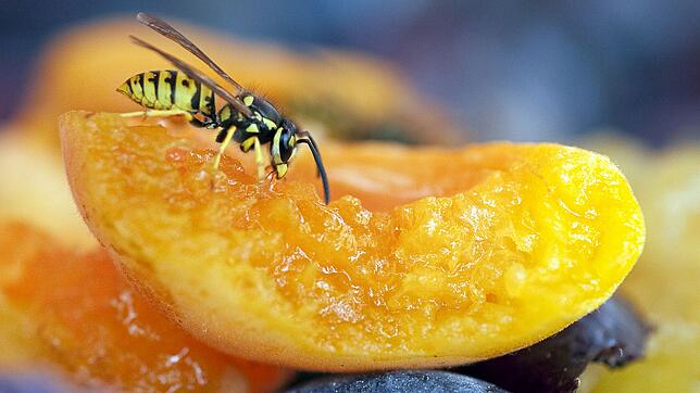 Süße Früchte mögen Wespen besonders gern &ndash; wer den Insekten allerdings zu nahe kommt oder sie mit heftigen Bewegungen verscheuchen ...