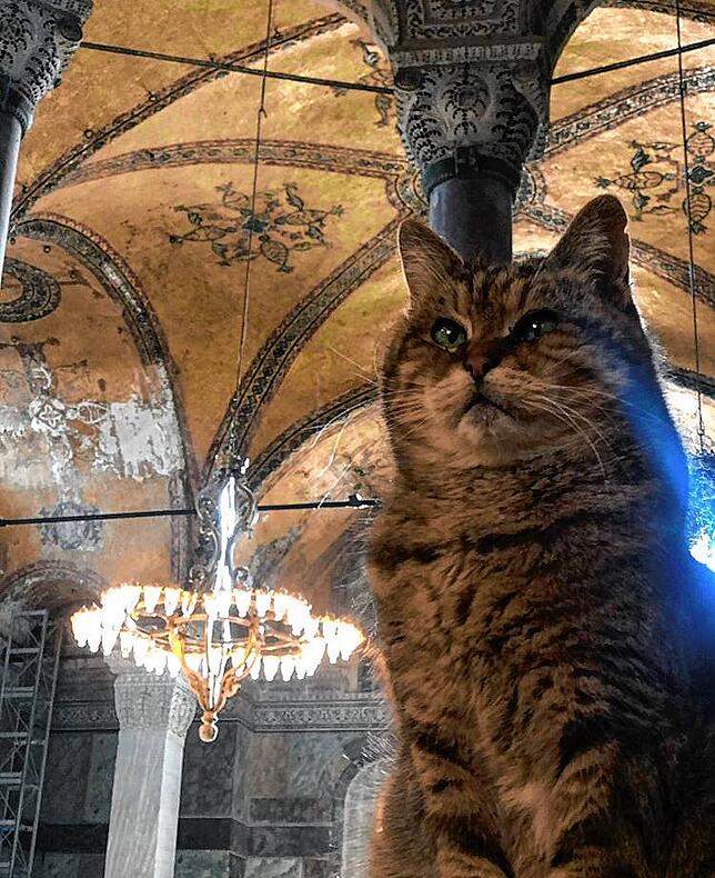 Bei Touristen war Gli ein Star, was auch daran lag, dass sie durch ihr unschuldiges Aussehen und den leicht schielenden Blick einen ...