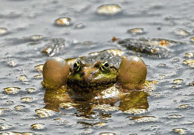 Symbolbild: Frank Leonhardt (dpa)So sieht ein quakender Frosch aus.