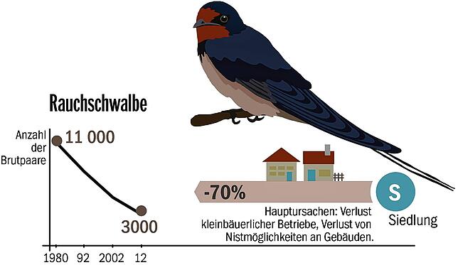 Vogelwelt_online_Rauchschwalbe