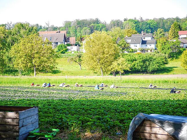 Bild 7: Die Erdbeerfamilie hält zusammen: Warum es auf dem Fuchshof im Corona-Jahr sogar besser läuft