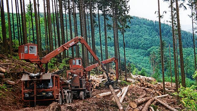 1999: Ein trostloser Anblick: der Wald nach dem Sturm. Das Bild zeigt eine belgische Forstfirma beim Aufarbeiten des Sturmholzes.