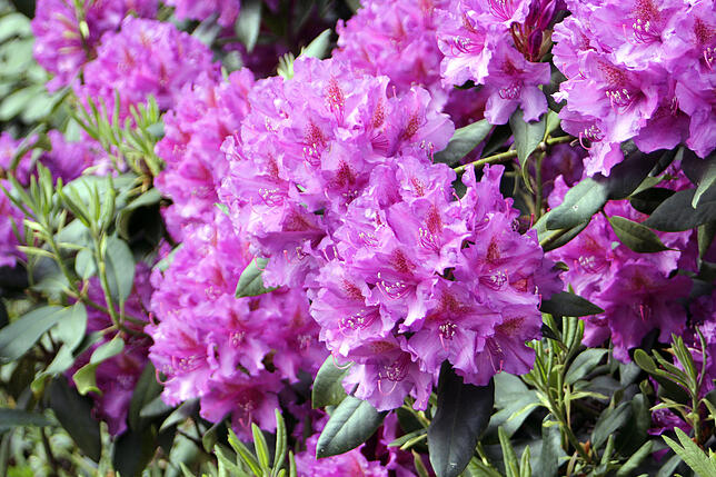 Der Rhododendron blüht üppig. Seine Blätter, Früchte und Blüten eignen sich allerdings nicht zum Verzehr. Es kann zu Übelkeit und ...