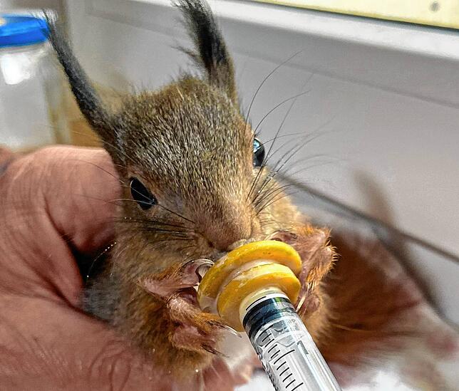 Fachkenntnis und Erfahrung ist nötig, um die Eichhörnchenbabys mit der Spritze richtig aufzupäppeln.