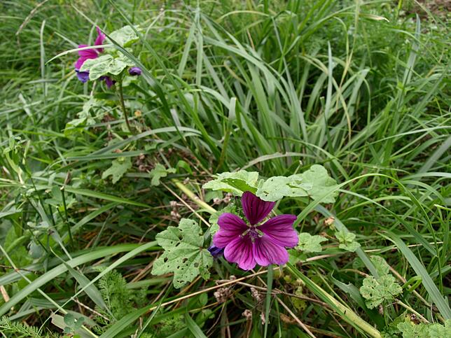 Zwischen den Reben summen die Bienen. Die beiden Hobbywinzer haben eine eigene Blühmischung für Weinberge gesät, hier eine Malvenblüte.