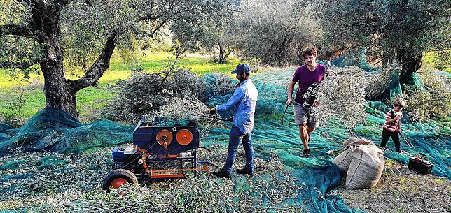 In der Region um Kalamata im November 2020: Otto Brandstetter hilft mit bei der Ernte im Olivenhain von Vassilis, einem befreundeten ...