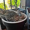 Sieht gar nicht mal so gemütlich aus &ndash; trotzdem hat Stockente Agathe ausgerechnet einen Blumentopf zum Nest umfunktioniert.