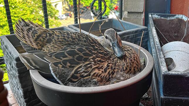 Sieht gar nicht mal so gemütlich aus &ndash; trotzdem hat Stockente Agathe ausgerechnet einen Blumentopf zum Nest umfunktioniert.