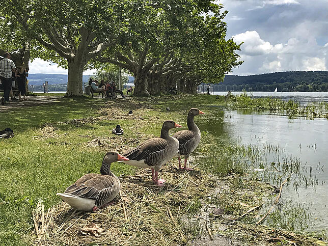 Gänse fühlen sich auf der Wiese an der teilüberfluteten Mole wohl