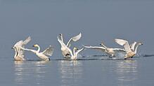 Singschwan-Kampf im Bodensee vor dem Eriskircher Ried.
