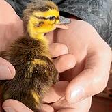 Die Küken mitsamt Mutter haben Sarah Spießer und Björn Eßlinger sicher in die freie Wildbahn entlassen.