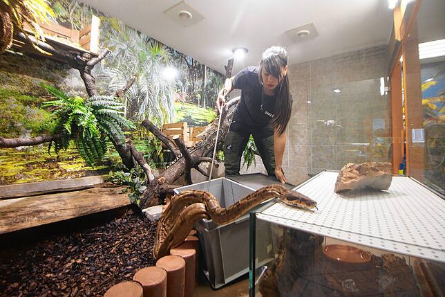 Reptilienhaus-Mitarbeiterin Renate Hug lässt die Boa-constrictor-Mutter Hermine aus der Kiste, nachdem die 42 Babys in das kleine ...