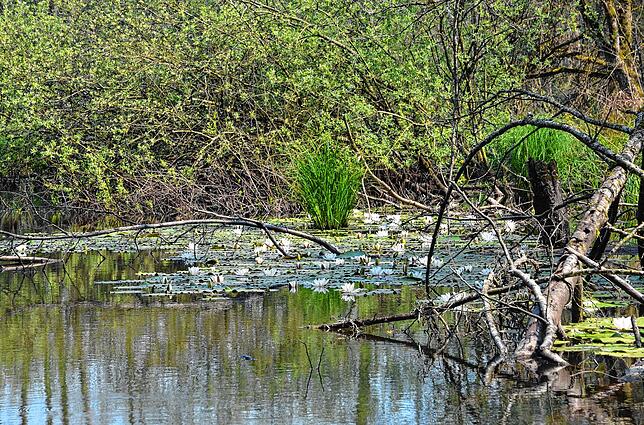 Naturidylle im Weingartener Wald: Auch solche ökologisch wertvollen Flächen will die Interessengemeinschaft unbedingt erhalten.