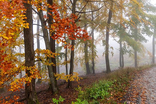 Das nasse und trübe Novemberwetter hilft dem Wald wenigstens ein bisschen -auch wenn die Förster auf weitere Niederschläge vor allem im ...