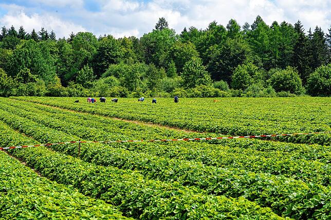 Kunden durchforsten das Feld auf der Suche nach reifen Früchten.