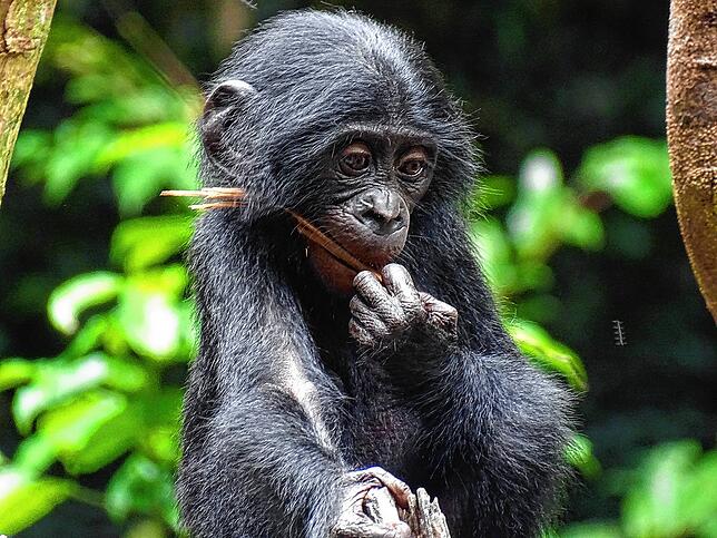 Ein Bonobo im Forschungsgebiet Lui Kotale.