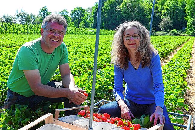 Martin und Martina Baur bauen auf einer Fläche von rund einem Hektar verschiedene Erdbeersorten an.