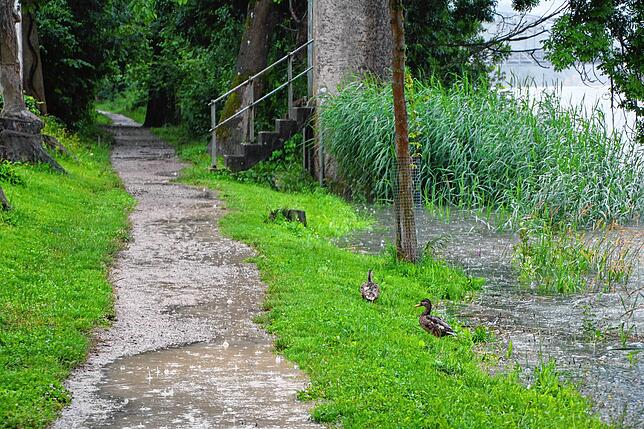 Manche lassen sich auch von den Regenfällen nicht den Spaziergang am Rheinweg nehmen.