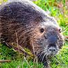 Die Nutria, auch Biberratte genannt, ist eine der Tierarten, die sich in Baden-Württemberg sichtlich wohlfühlen und heimischen Tieren ...