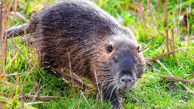 Die Nutria, auch Biberratte genannt, ist eine der Tierarten, die sich in Baden-Württemberg sichtlich wohlfühlen und heimischen Tieren ...