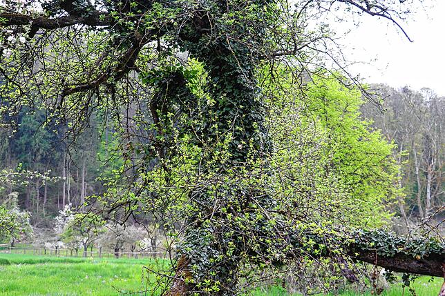 Bild 5: Streit um das Freiwiesle: So sieht die Streuobstwiese aktuell aus