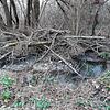 Dieser stattliche Biberbau befindet sich unterhalb der B33-Bahnbrücke bei der Waldsiedlung an einem Wassergraben. In der Nähe mussten ...
