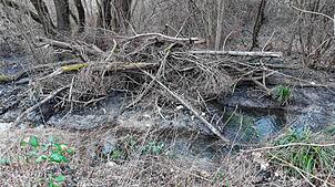 Dieser stattliche Biberbau befindet sich unterhalb der B33-Bahnbrücke bei der Waldsiedlung an einem Wassergraben. In der Nähe mussten ...