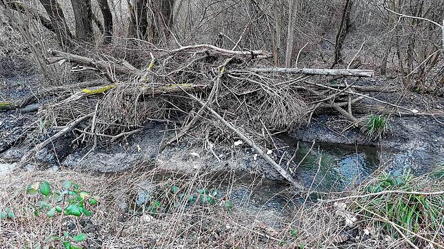 Dieser stattliche Biberbau befindet sich unterhalb der B33-Bahnbrücke bei der Waldsiedlung an einem Wassergraben. In der Nähe mussten ...