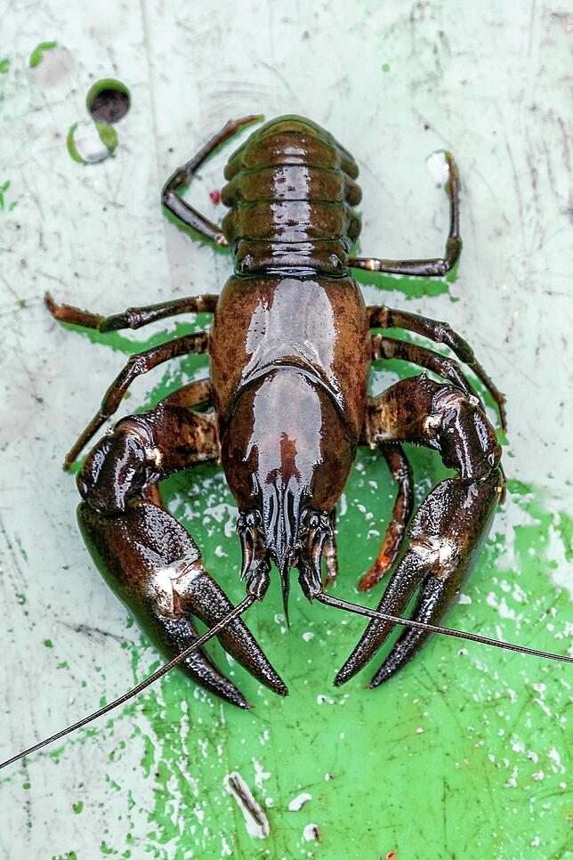 Ein Signalkrebs liegt in einer Fischkiste. Die invasive Art stellt eine Gefahr für ihre streng geschützten einheimischen Verwandten dar. ...