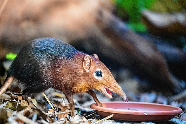 Bild 5: Kurioser Neuzugang: Täglich grüßt das Rüsselhündchen im Basler Zoo