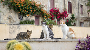 Die griechische Insel Kreta ist die Heimat von zahlreichen streunenden Katzen. Ein Kater sorgt derzeit für besonderes Aufsehen bei ...