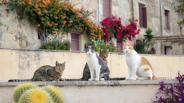 Die griechische Insel Kreta ist die Heimat von zahlreichen streunenden Katzen. Ein Kater sorgt derzeit für besonderes Aufsehen bei ...