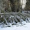 Die Hinterlassenschaften von Sturmtief Sabine sind im Königsfelder Kurpark deutlich zu sehen.
