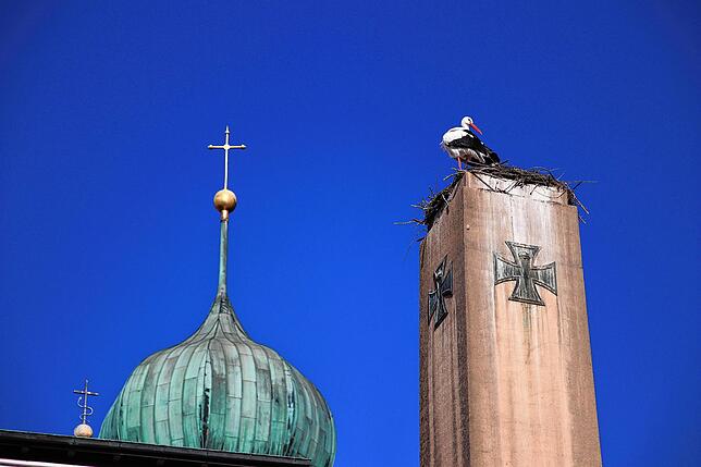 Bild 18: Traute Zweisamkeit: Die Störche Hans und Nelli II sind wieder in ihr Nest in der Oberstadt zurückgekehrt