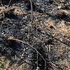 Offensichtlich mit einer brennbaren Flüssigkeit haben Unbekannte diese Brandstellen in einem Waldstück in St. Blasien verursacht.