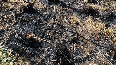 Offensichtlich mit einer brennbaren Flüssigkeit haben Unbekannte diese Brandstellen in einem Waldstück in St. Blasien verursacht.