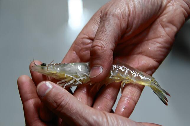 Lucky Shrimp produziert Weißffußgarnelen.