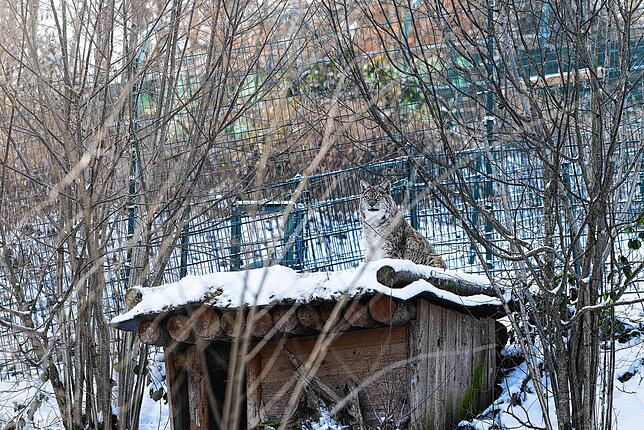 Luchs &bdquo;Hero&ldquo; sitzt auf einer Hütte.
