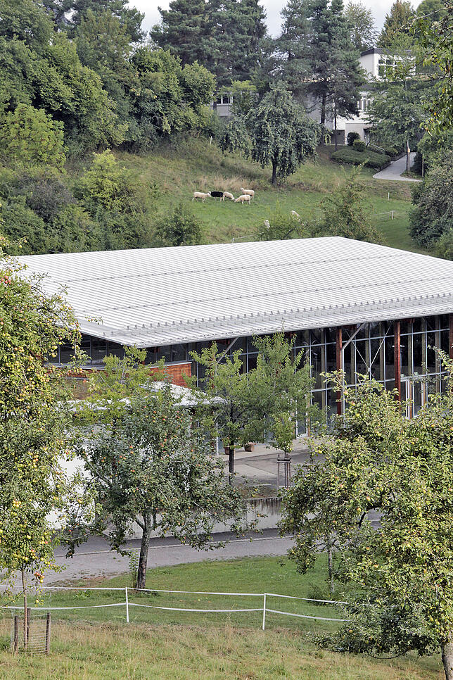 Passt ins Ortsbild: Die Schafe sind aus der Ferne hinter der Mehrzweckhalle erkennbar.