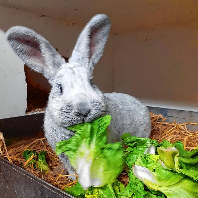 Der Kleintierzuchtverein Bad Säckingen präsentiert viele Hase.
