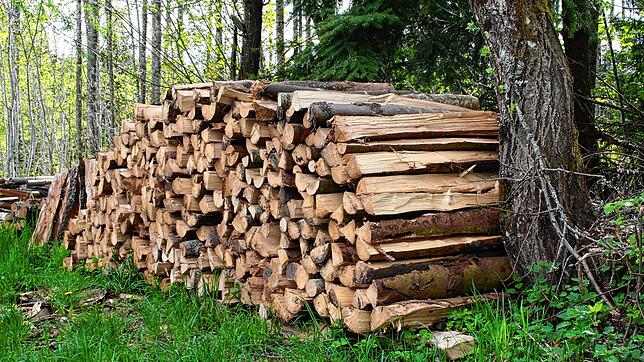 Wer Brennholz in hiesigen Wäldern selbst aufarbeiten will, muss bestimmte Bedingungen erfüllen. Bild: Chris Seifried