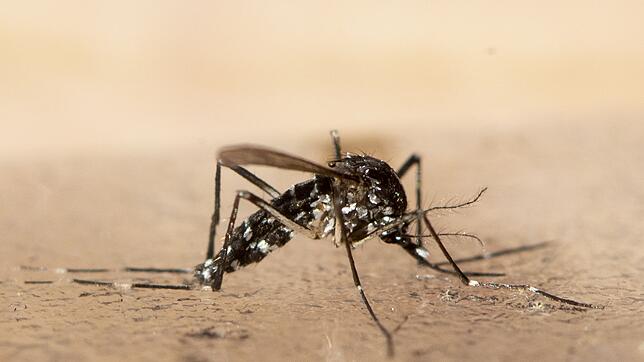 Unweit der deutschen Grenze im Elsass ist eine lokale Infektion mit dem Chikungunya-Virus entdeckt worden (Archivbild).