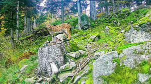 Einer der unbekannten Luchse wird mit der Wildtierkamera aufgenommen – ein in jedem Fall beeindruckendes Bild aus der freien Wildbahn. ...