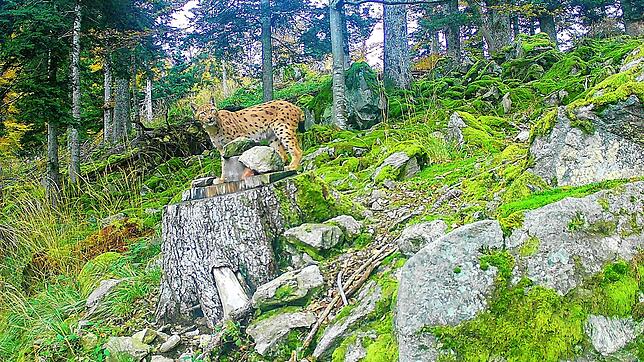 Einer der unbekannten Luchse wird mit der Wildtierkamera aufgenommen – ein in jedem Fall beeindruckendes Bild aus der freien Wildbahn. ...