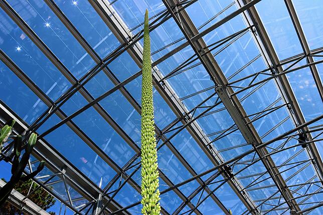 Der beeindruckende etwa fünf Meter hohe Blütenstand der Königin Victoria Agave im Überlinger Palmenhaus. Bild: Reiner Jäckle