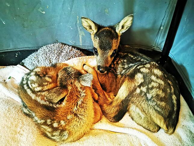 Zwei Rehkitze bei der Wildtierhilfe Hochrhein: Die Tiere lagen am Weg und wurden von Spaziergängern irrtümlicherweise als hilfsbedürftig ...