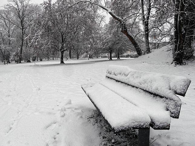 Plötzlich ein knallroter Farbfleck: Unsere Fotografin hat rote Beeren zwischen den Schneemassen entdeckt.