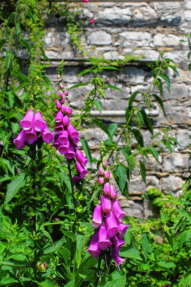 Der Rote Fingerhut (Digitalis purpurea) hat schön gezeichnete Blüten.