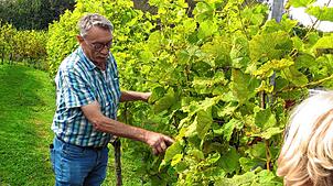 Aufmerksam lauschen die Teilnehmer Bernhard Huber bei den zahlreichen Führungen im Gutmadinger Weinberg, der den Aufbau der Rebstöcke ...